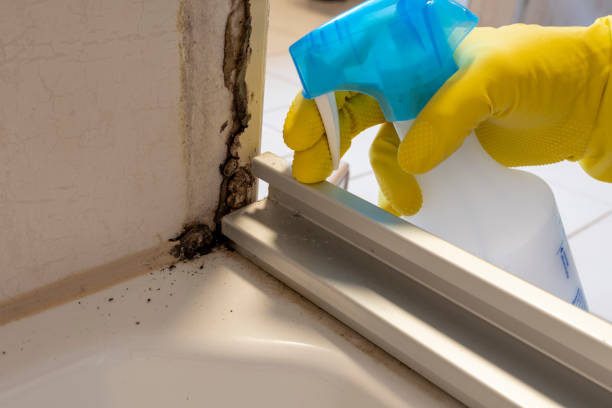 Best Localized Mold Remediation (e.g., coastal areas, humid climates) in Howey In The Hills, FL
