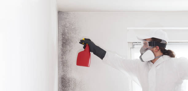 Best Emergency Mold Remediation in Howey In The Hills, FL